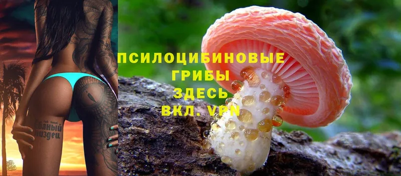 Псилоцибиновые грибы Cubensis  Ржев 